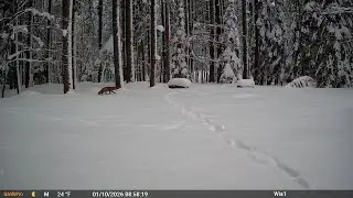 20260110 045854 Fox 10 sec clips backyard Gamecam