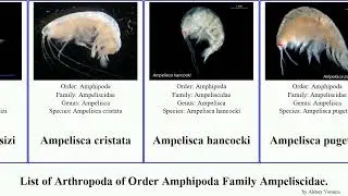 List of Arthropoda of Order Amphipoda Family Ampeliscidae. ampelisca cristata typica Loom pugetica