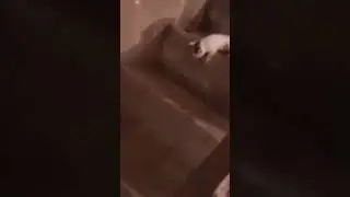Milo fell ooos