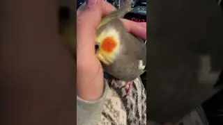 Love this sweet boy! #cuteparrot #cockatiel #birb #funnycockatiel #shorts #engagednotcaged #pets