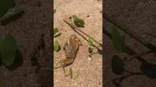 run #crab #wildocean