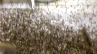 Mayflies in Ohio