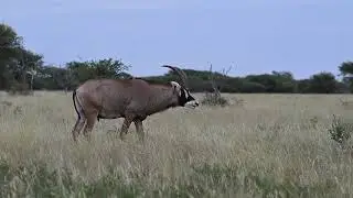 The rare and endagered Roan Antilope at Makala National Park in South Africa