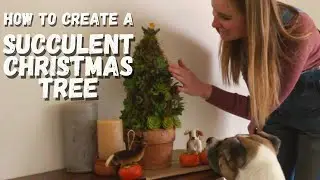 How to Make a Succulent Christmas Tree - Easy Holiday Gift