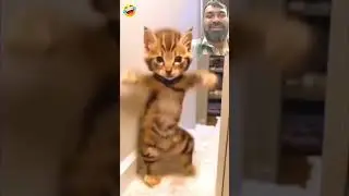 funny video 🤪🤪🤪 #ajaypop #comedy #cat #memes #funnycats #ajaypoper