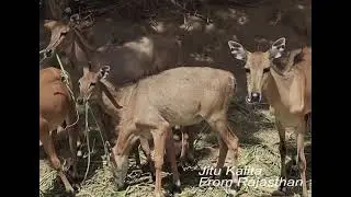 Jitu Kalita:          Salman Khan's blackbuck poaching case