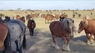 HILJADE DIVLJI KONJA DOLAZI NA POILO NA VODU