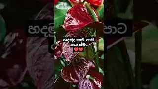 ❤️ Black Anthurium Varieties# Plant#anthurium  ❤️❤️🌿