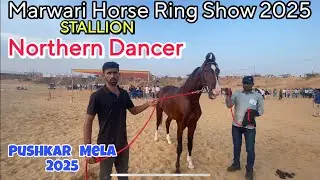 Pushkar Mela में आया वही Stallion जिसने Mehsana Show में सबका ध्यान खींचा था! 🐎🔥 #pushkarmela2025 