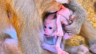 Best Motivator! Old Mama Carefully Checks Her Baby&rsquo;s Health Before Starting the Training Process.