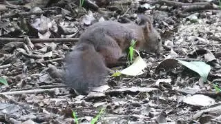 ardilla joven busca comida y curiosea/Young squirrel searches for food and snoops around