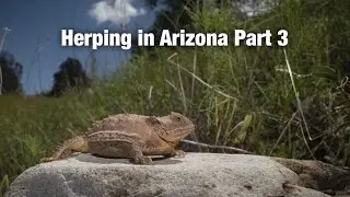 Green Ratsnake, Honrned Lizard and The Craziest Storm I&rsquo;ve Ever Seen!