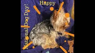 Happy National Dog Day
