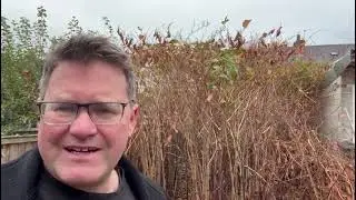 Japanese Knotweed Survey in Derby