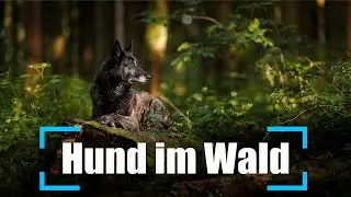 Hunde Fotografie im Wald mit Blitz
