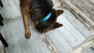 Ki kando holo barite dekho  #viralvideo #germanshepherd #dog #love #vlog #viralvideo #dailyvlog 