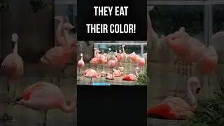 Why Flamingos Are Pink 🦩 #flamingo #animalfacts #animalpeace #birdfacts