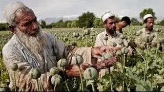 Secrets of the land was rejected - Afghanistan Heroin Epidemic Drugs  YouTube