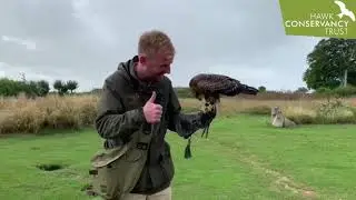 Training with our Black Kites