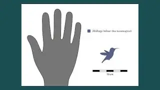 Mellisuga helenae, the smallest bird in the world and the story you didn’t know (recharged video)