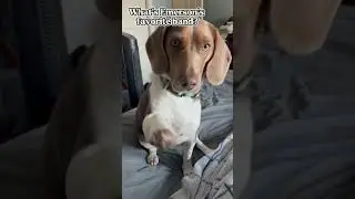 She was thrilled to be involved #newmusic #beagle #funny #puppy #cute #musicrecommendations #chicago