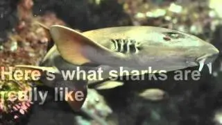 We Need To Love Them Again #SaveOurSharks