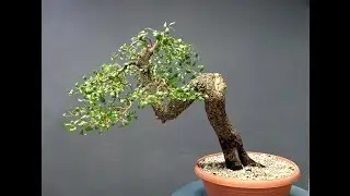 Pyrus spinosa Styling September 2015