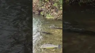 Nagababaw #canada #fishing #fypyoutube #fish #salmon #ontario #relaxing #fishingvideo