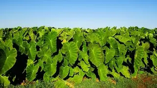 220#. Sadzimy Kolokazję ( colocasia esculenta)