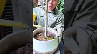 桂花养法很重要，养错了很难养开花，这3大错误不要犯#桂花#盆栽#桂花树
