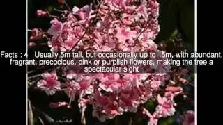 Stereospermum kunthianum Top  #11 Facts