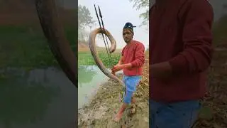 Amazing Eel Catching Video #shorts #shortsvideo #shortsfeed #wildlife #hunting