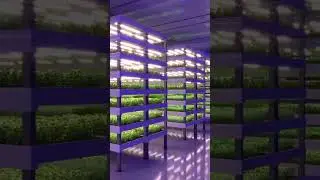 Revolutionizing Urban Farming Fresh Sustainable Salad at Your Doorstep #futureisnow #foodrevolution
