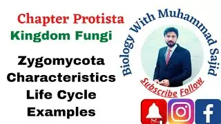 ZYGOMYCOTA  Characteristics Life Cycle Examples kingdom Fungi Chapter Protista FSC Ist year