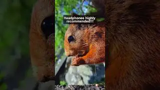 Squirrel Crashes Birthday Party #asmr