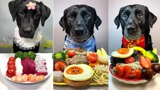 Dog Food Challenge: Heavy Cooked Meal vs Healthy Fruits & Protein Plate | Dogs Try Different Foods