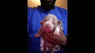 Big War Kennel 🥴🥴🥴puppies Tyson and luna litter. the repeat...
