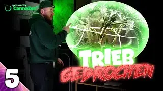 TRIEB GEBROCHEN - BLÜTE VERSCHOBEN.. 😫 | Secret Jardin vs Vivosun | luckyandstoned