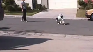 Splash's Skateboarding Adventures