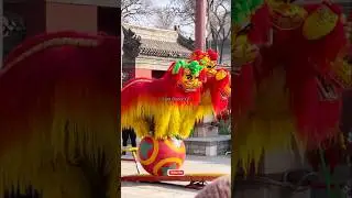 Northern Lion Dance Performance || Lion Dance 2025 #shorts