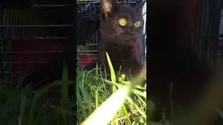 Testing my cat's agility Escape weird things