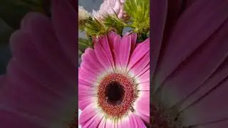 arrangement of gerbera, alstroemeria, chrysanthemums 3 #arrangement #gerbera #shorts