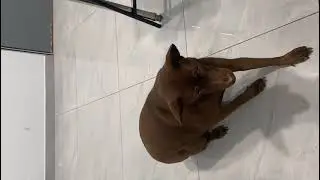 Mixed Breed Dog For Adoption - 3 Years, Kelly  from KUALA LUMPUR, Kuala Lumpur
