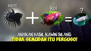 ANAKAN IKAN CUPANG KAWIN SILANG CUPANG SERIT DAN KOI
