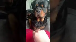 Don't Do that Again Mom 🤣😍 #Shorts #rottweiler