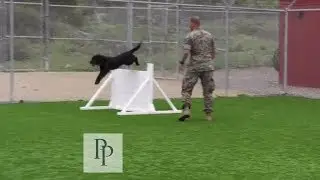 Patriot Profiles - Specialized Search Dog (SSD) Lucky