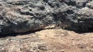Lizards on Anderson Rock
