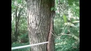BIG! - Poison Ivy Vine On Tree