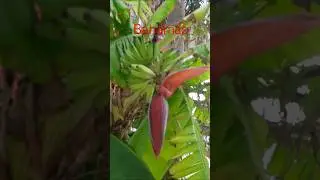 The Banana Flower - Bahamas #travel #live #life #love #travel #cruise @Dina Radica - Films