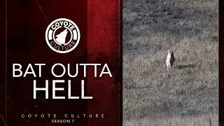Coyote Hunting: 6 Coyotes - Coyote Culture S07 E12 